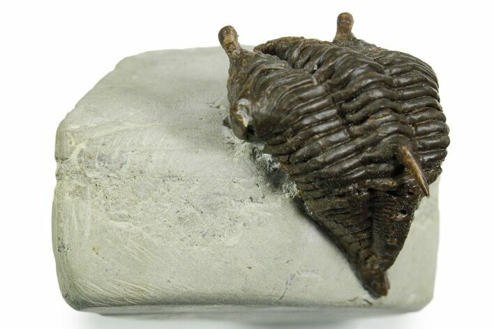 Rare, Fossil Encrinurus Trilobite - Malvern, England #353843